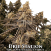 Drip Station
