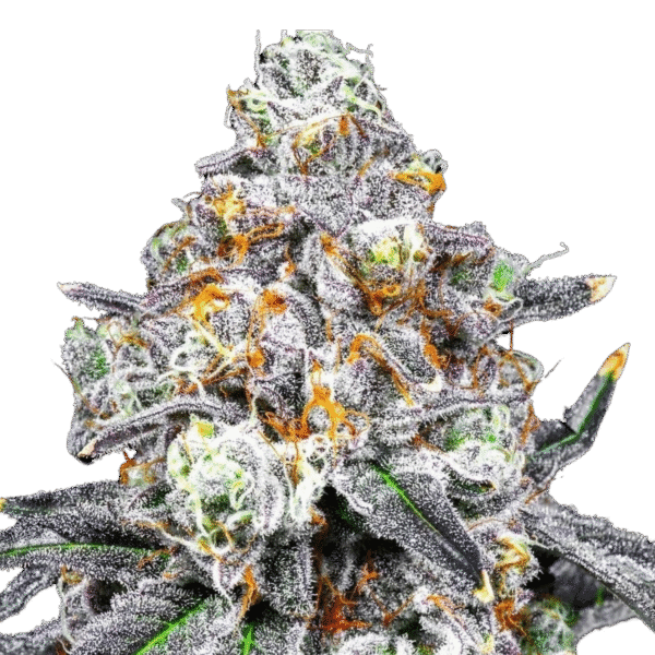 redvelvet Red Velvet Runtz